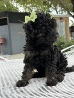 Kim , a female Goldendoodle for sale in Mojave, CA – 3 of 4