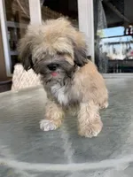 Cooper, a male Shihpoo for sale in Mojave, CA – 6 of 7