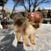 Diva , a female Pomeranian for sale in Mojave, CA – Photo 2 of 6