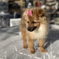 Diva , a female Pomeranian for sale in Mojave, CA – Photo 1 of 6
