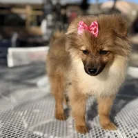 Diva , a female Pomeranian for sale in Mojave, CA – Photo 5 of 6