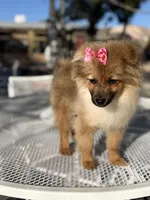 Diva , a female Pomeranian for sale in Mojave, CA – Photo 5 of 6