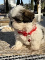 Kiwi , a male Shih Tzu for sale in Mojave, CA – 2 of 7
