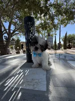 Oreo , a male Shih Tzu for sale in Mojave, CA – 2 of 8