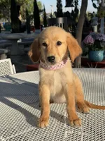 Luna , a female Golden Retriever for sale in Mojave, CA – 3 of 5