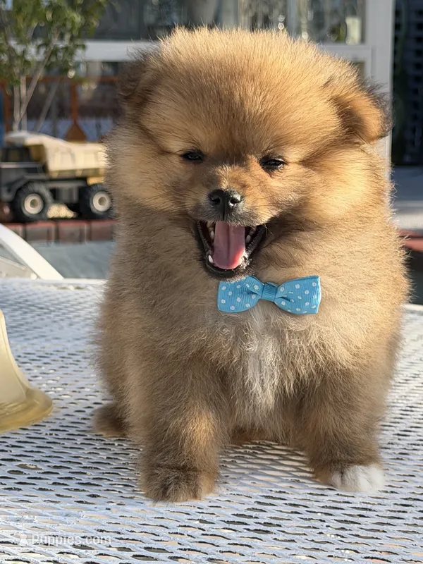 Kiwi – Pomeranian puppy for sale in Mojave, CA