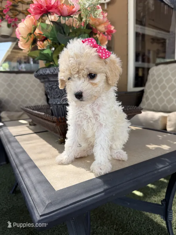 Mia  – Poodle - Toy  puppy for sale in Mojave, CA