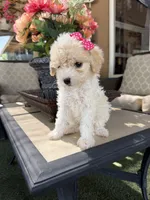 Mia , a female Poodle - Toy  for sale in Mojave, CA – 1 of 5