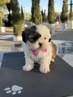 Daisy , a female Shih Tzu for sale in Mojave, CA – 5 of 5