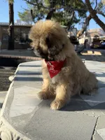 Beer , a male Shihpoo for sale in Mojave, CA – 6 of 6