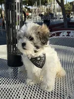 Domino , a male Shih Tzu for sale in Mojave, CA – 3 of 7