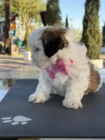 Daisy , a female Shih Tzu for sale in Mojave, CA – 3 of 5