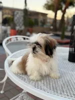 Oreo , a male Shih Tzu for sale in Mojave, CA – 2 of 6