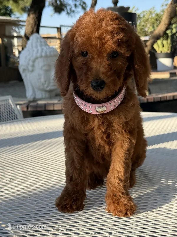 Koko  – Goldendoodle puppy for sale in Mojave, CA