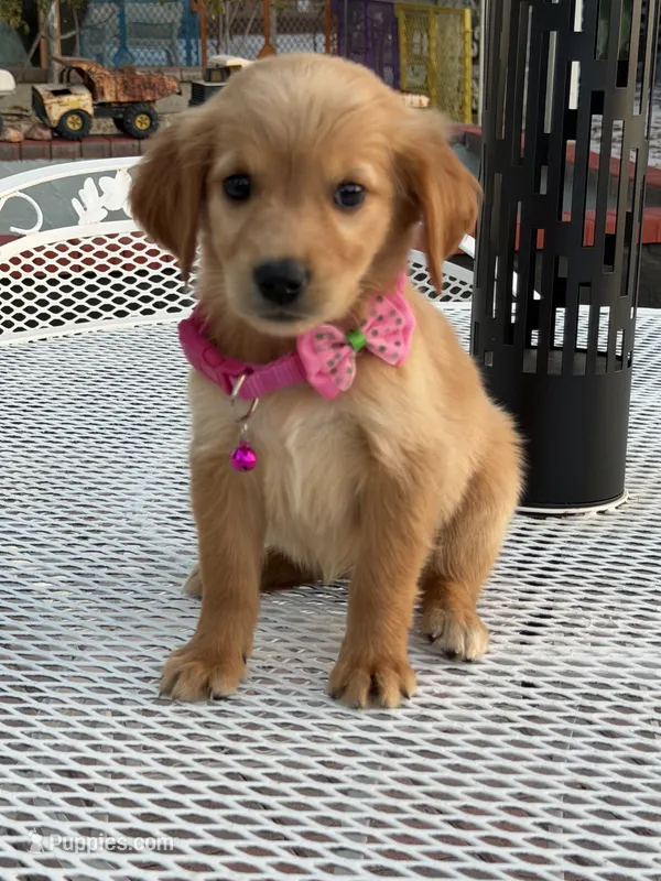Lily  – Golden Retriever puppy for sale in Mojave, CA