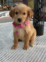 Lily , a female Golden Retriever for sale in Mojave, CA – 1 of 5