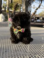 Tuxedo , a male Shih Tzu for sale in Mojave, CA – 4 of 6