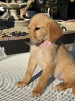 Luna , a female Golden Retriever for sale in Mojave, CA – 1 of 5