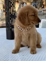 Leo, a male Golden Retriever for sale in Mojave, CA – 7 of 9
