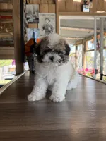 Cookie, a male Shihpoo for sale in Mojave, CA – 5 of 6