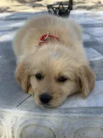 Leo , a male Golden Retriever for sale in Mojave, CA – Photo 6 of 6