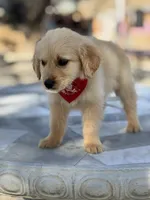 Leo , a male Golden Retriever for sale in Mojave, CA – Photo 2 of 6