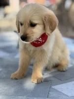 Leo , a male Golden Retriever for sale in Mojave, CA – Photo 3 of 6