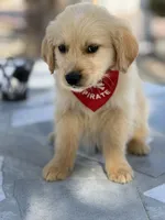 Leo , a male Golden Retriever for sale in Mojave, CA – Photo 4 of 6