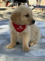 Leo , a male Golden Retriever for sale in Mojave, CA – Photo 1 of 6