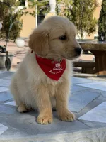 Leo , a male Golden Retriever for sale in Mojave, CA – Photo 5 of 6