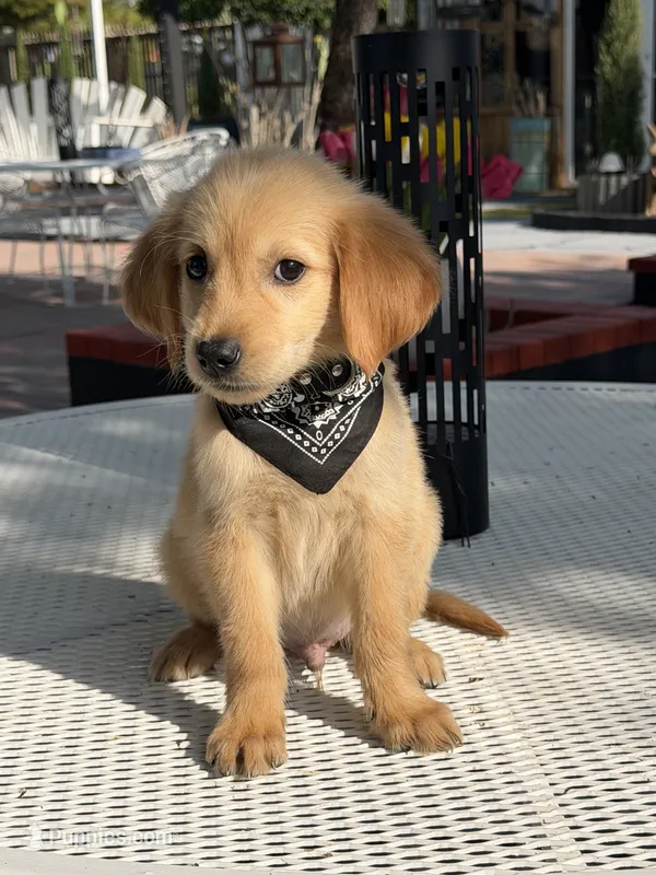 Luka  – Golden Retriever puppy for sale in Mojave, CA