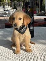 Luka , a male Golden Retriever for sale in Mojave, CA – 1 of 8