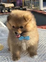Kiwi, a male Pomeranian for sale in Mojave, CA – 3 of 6