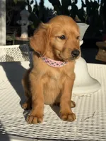 Katie , a female Golden Retriever for sale in Mojave, CA – 3 of 6