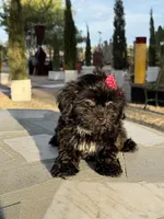 Daisy , a female Shih Tzu for sale in Mojave, CA – 4 of 8