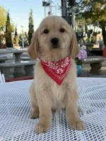 Maxx , a male Golden Retriever for sale in Mojave, CA – 3 of 7