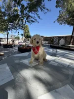 Zeus , a male Poodle - Toy  for sale in Mojave, CA – 2 of 5