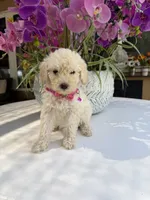 Lily , a female Poodle - Toy  for sale in Mojave, CA – 2 of 6