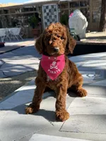 Cinnamon , a female Goldendoodle for sale in Mojave, CA – 6 of 7