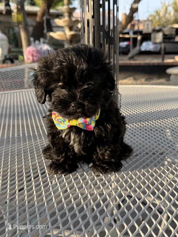 Tuxedo  – Shih Tzu puppy for sale in Mojave, CA