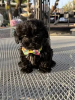 Tuxedo , a male Shih Tzu for sale in Mojave, CA – 1 of 6