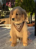 Luka , a male Golden Retriever for sale in Mojave, CA – 5 of 6