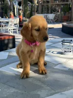 Maple, a female Golden Retriever for sale in Mojave, CA – 7 of 7