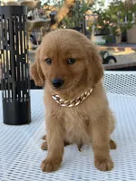 Leo, a male Golden Retriever for sale in Mojave, CA – 3 of 9