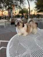 Cooper, a male Shih Tzu for sale in Mojave, CA – 2 of 5