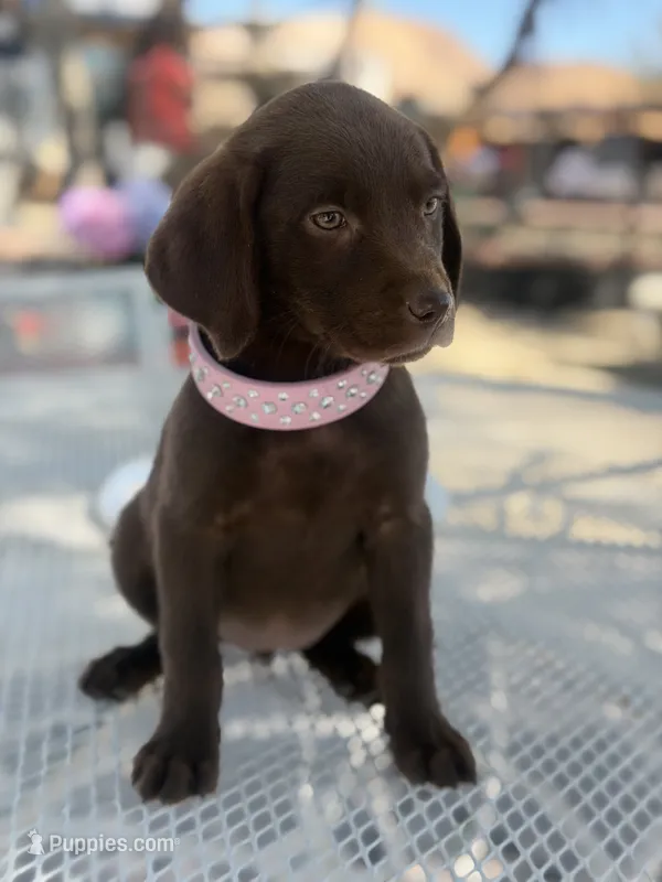 Ruby  – Labrador Retriever puppy for sale in Mojave, CA