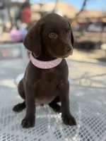 Ruby , a female Labrador Retriever for sale in Mojave, CA – 1 of 4