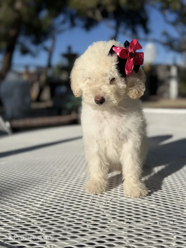 Lily  – Poodle - Toy  puppy for sale in Mojave, CA