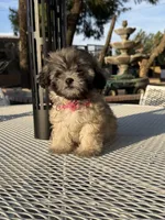 Dolly , a female Shih Tzu for sale in Mojave, CA – 3 of 5