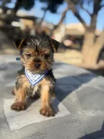 Toby , a male Yorkshire Terrier for sale in Mojave, CA – Photo 3 of 4